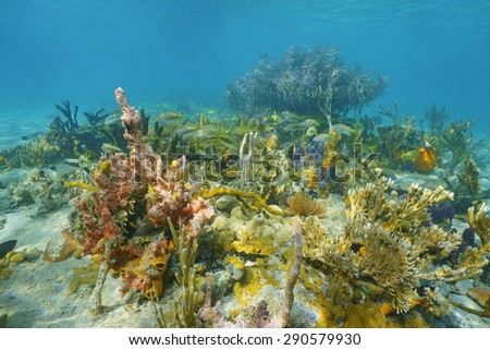 Underwater landscape on a seabed with grunt fish and colorful marine life composed by corals and sponges, Caribbean sea