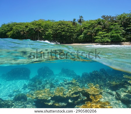 Split image half above and underwater of a tropical shore with lush vegetation and corals below the surface, Caribbean sea, Costa Rica