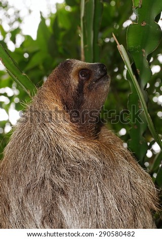 Three-toed sloth head profile in the jungle of Costa Rica, wild animal, Central America