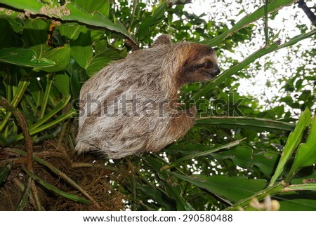 Three-toed sloth animal climbing plant in the jungle of Costa Rica, Central America