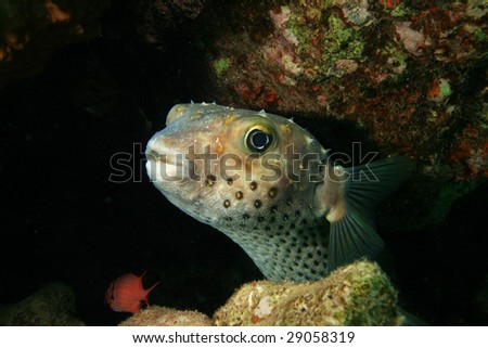 Yellowspotted Burrfish (Cyclithys spilostylus)