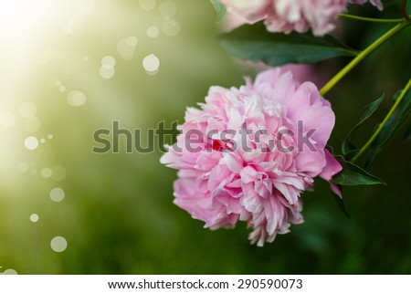 blooming peony in a sunny summer day