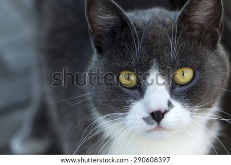 Portrait of beautiful fluffy grey white cat with yellow eyes looking forward, horizontal picture
