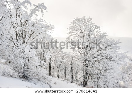 
Winter landscape in the mountains, the trees in hoarfrost 