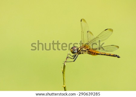 Close Up Shot of a Yellow Dragonfly