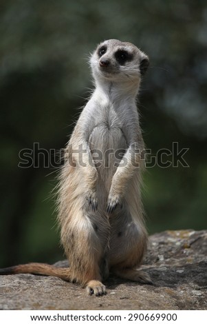 Meerkat (Suricata suricatta), also known as the suricate. Wildlife animal. 
