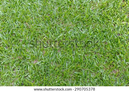 Natural background - green grass texture