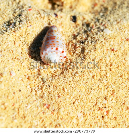 Shell in the sand 