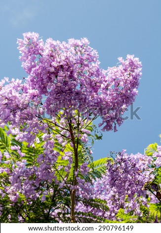 Violet Blue Acacia Flowers