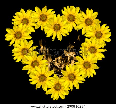Heart of yellow flowers of decorative sunflowers Helinthus and fire flames inside isolated on black