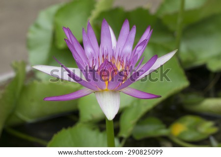 violet lotus and bee in garden