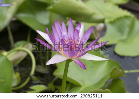 violet lotus and bee in garden