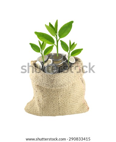 coin in the bag and green treetop of concept for the business growth.