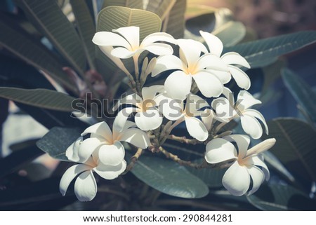 Close up of white plumeria or frangipani blossom on the plumeria tree.- vintage retro picture style
