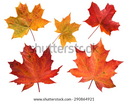Set of five red and yellow maple leaves isolated on white
 Royalty-Free Stock Photo #290864921