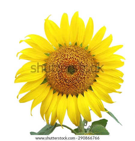 smiling face of sunflower isolated on white background. This has clipping path. 