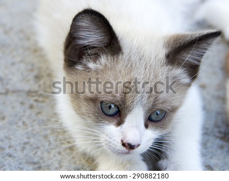 Young siamese cat looking at the camera