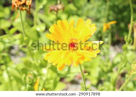 Yellow "Pot Marigold" (or Ruddles, Common Marigold, Garden Marigold, English Marigold, Scottish Marigold) flower in Innsbruck, Austria. Calendula Officinalis is native to south Europe and west Asia.