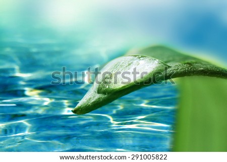Green leaf with drop on water background