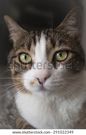 Close up Portrait of a tabby cat