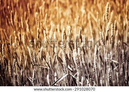 Field of many gold ears of wheat on natural yellow grey colors background, horizontal picture
