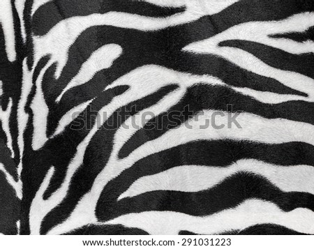 Macro picture of a zebra-striped texture for backgrounds.