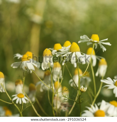 chamomile flowers in spring