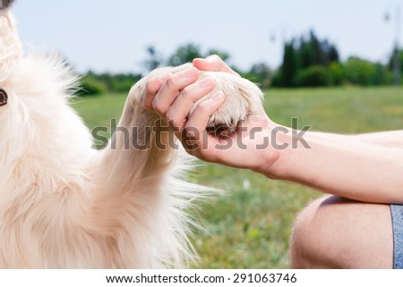 Close up photo of a man hand holding a paw of golden retriever, green park on the background