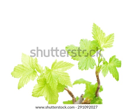 seedling black currants isolated on white background