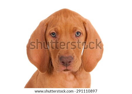 Portrait of a Magyar Vizsla puppy against a white background