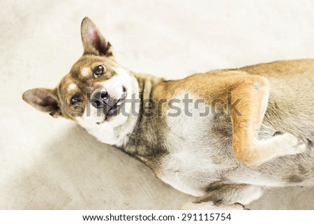 photography of brown cute stray dog on day time .,image style blur.