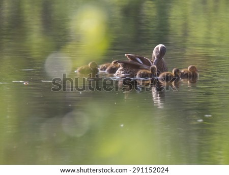 Duck with small ducklings swim on the lake
