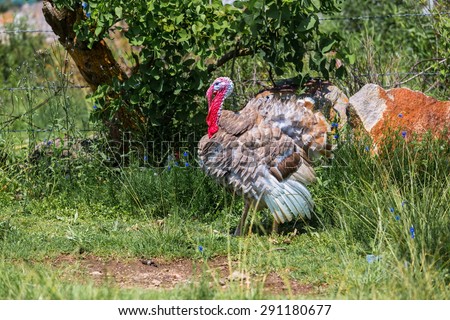 Free range turkey in Mexico busily looking for food. These turkeys make good photo subjects as they are not skittish and let you approach to a reasonable distance to take the shot.