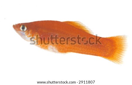 Gold small fish  on a white background.