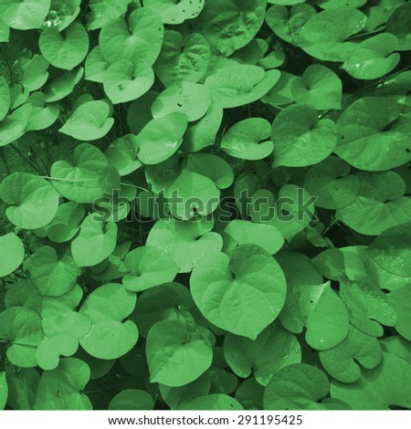 Heart shaped of leaves with color filter background,GREEN