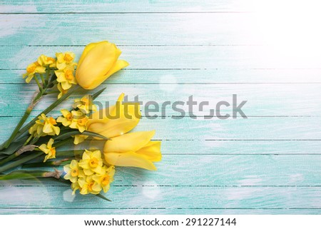 Yellow daffodils and tulips flowers in ray of light  on turquoise  painted wooden planks. Selective focus. Place for text. 