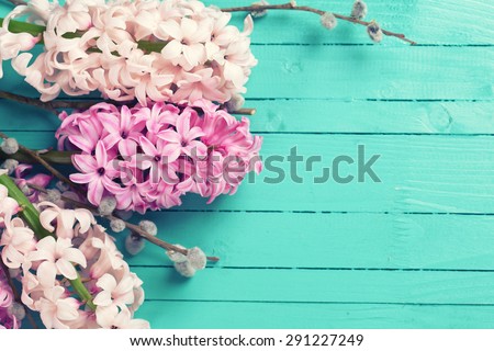 Background with fresh pink hyacinths and willow  on green painted  wooden planks. Selective focus. Place for text. Toned image.