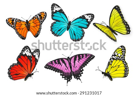 Set of realistic colorful butterflies, butterfly vector illustration