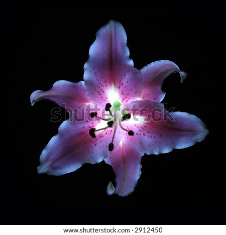 Fresh pink/violet  iris  beauty on the black
