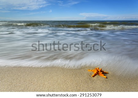 Starfish on the beach./ Starfish on the beach.