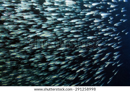 Schooling Yellow Sweepers (Parapriacanthus Ransonneti), South Ari Atoll, Maldives