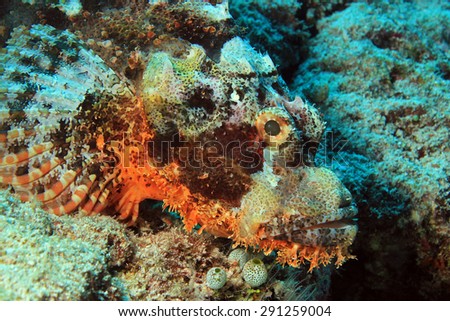 Close-up of a Bearded Scorpionfish (Scorpaenopsis Barbata), South Ari Atoll, Maldives