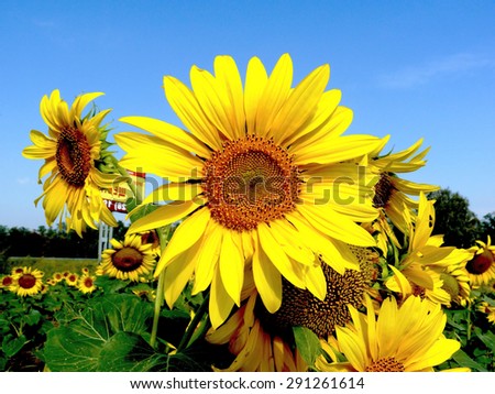 Sunflower in the field in the Rostov region in Russia Royalty-Free Stock Photo #291261614
