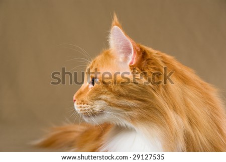 Profile portrait of red Maine Coon with white adult cat