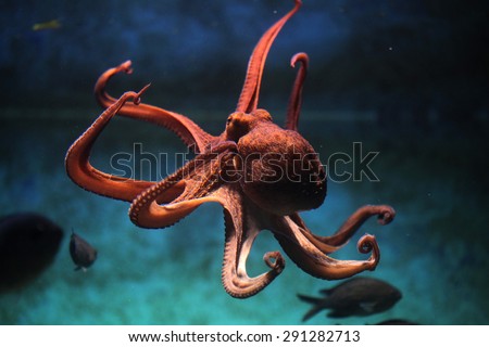 Common octopus (Octopus vulgaris). Wildlife animal.  Royalty-Free Stock Photo #291282713