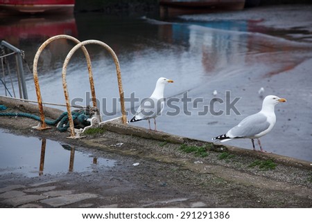 Seagulls on the harbor, Scotland