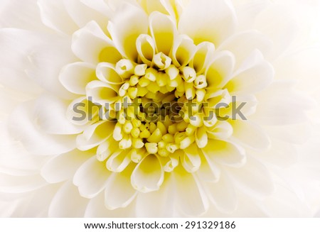 Closeup White Chrysanthemum Flower as Background Uses.