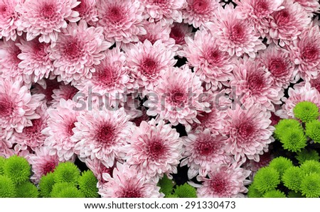 blooming chrysanthemums in spring