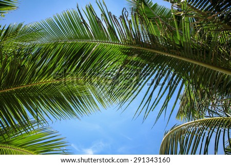 Palm tree branches on the tropical beach.