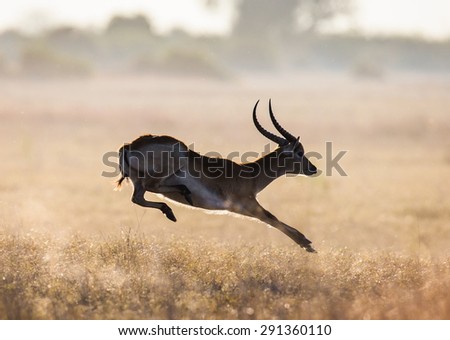 Antelope running across the savannah. Botswana. An excellent illustration. Dynamic frame.